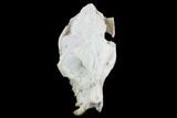 Oreodont (Merycoidodon) Partial Skull - Wyoming #95058-1